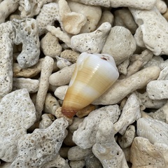 Conus ferrugineus