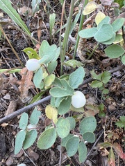 Symphoricarpos mollis
