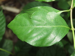 Mussaenda formosanum