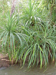 Pandanus senegalensis