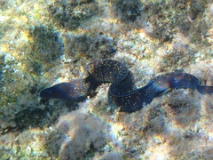 Muraena helena