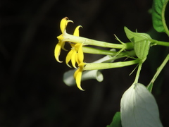 Mussaenda formosanum