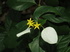 Mussaenda formosanum