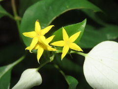 Mussaenda formosanum