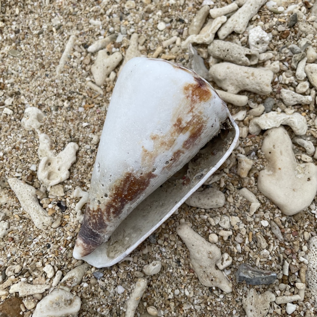 Flag cone