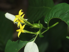 Mussaenda formosanum