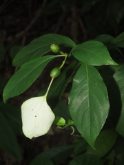 Mussaenda formosanum