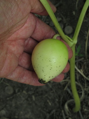 Podophyllum peltatum