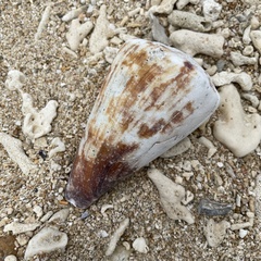 Conus vexillum