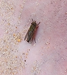 Tabanus nigrovittatus