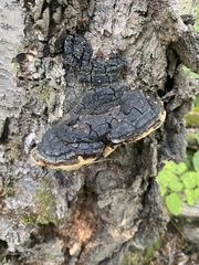 Phellinus igniarius