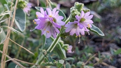 Mirabilis laevis