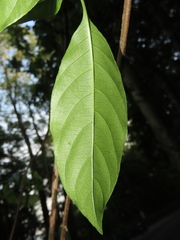 Mussaenda formosanum
