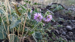 Mirabilis laevis