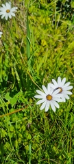 Dimorphotheca pluvialis