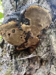 Phellinus igniarius