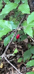 Cornus mas