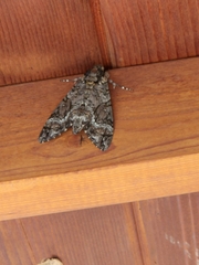Agrius cingulata