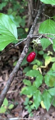 Cornus mas