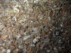 Millerigobius macrocephalus