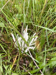 Clavaria
