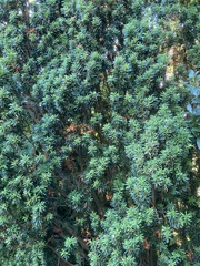 Taxus baccata