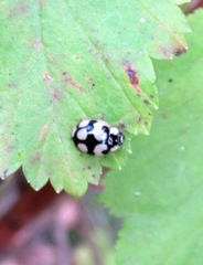 Adalia decempunctata