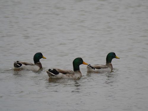 Mallard photographed in Louisiana
