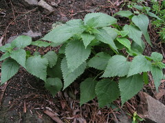 Urtica membranacea