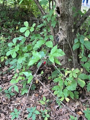 Cornus mas