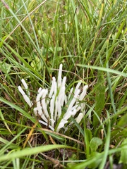 Clavaria