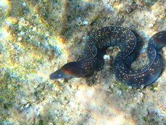 Muraena helena