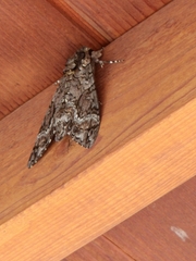 Agrius cingulata