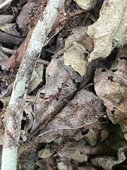 Oecophylla longinoda