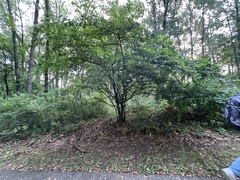 Cornus mas