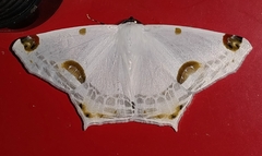 Sericoptera mahometaria