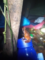 Megophrys montana