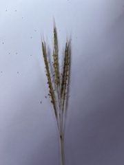 Bothriochloa