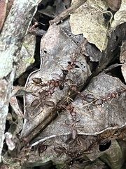 Oecophylla longinoda