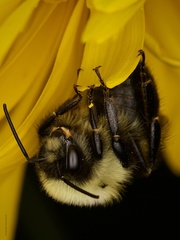 Bombus impatiens