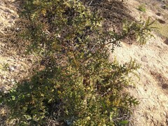 Solanum sisymbriifolium
