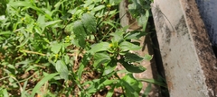 Synedrella nodiflora