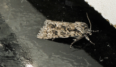 Acronicta impressa