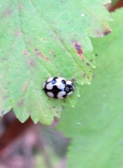 Adalia decempunctata