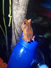 Megophrys montana