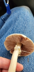 Agaricus arvensis image