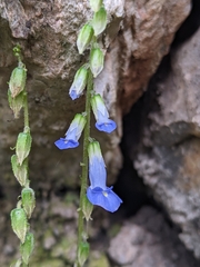 Rhynchoglossum obliquum