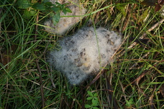 Phycomyces