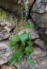 Rhynchoglossum obliquum