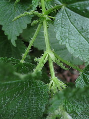 Urtica membranacea